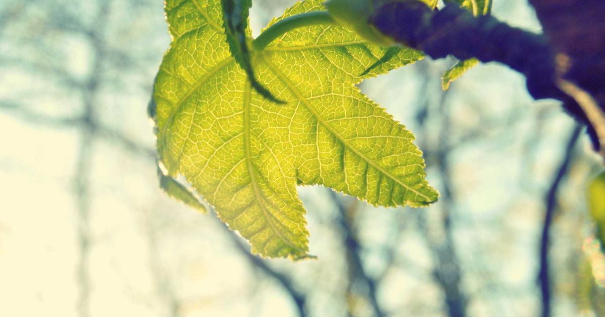 Salmos para Tempos Difíceis: Encontrando Paz na Tempestade