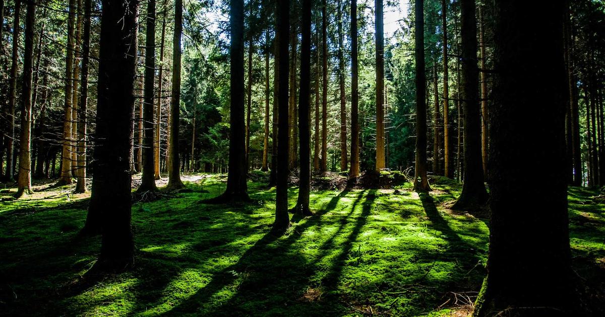 Liderança Servidora: O Modelo de Jesus para Líderes